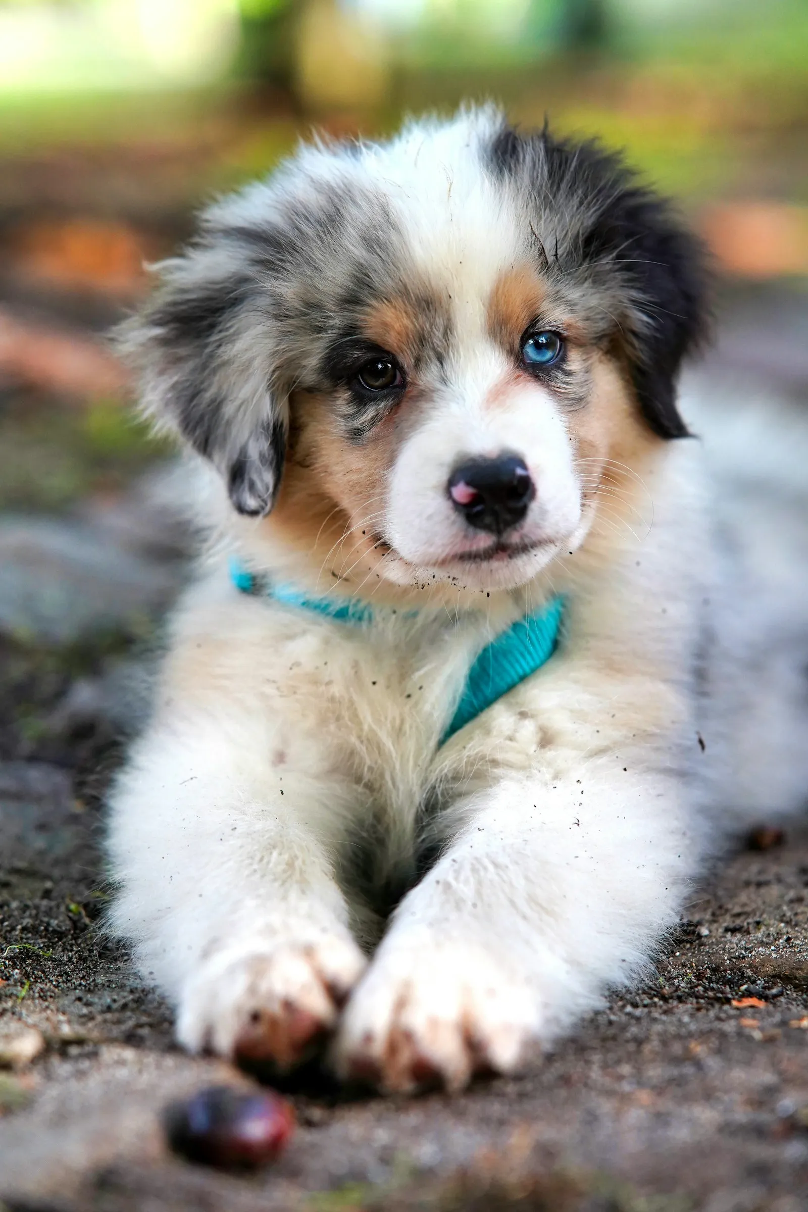 Cachorro deitado, olhando para a câmera